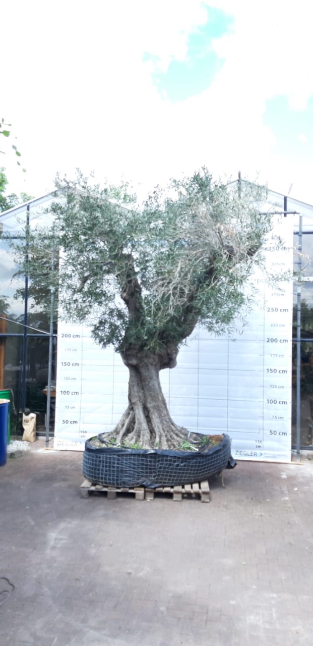 Olivenbaum (ca. 400 Jahre alt) - (Stammumfang: ca. 350 cm)