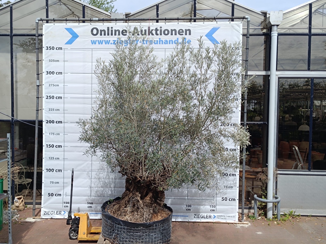 Olivenbaum (winterhart) - (ca. 350 Jahre alt) - (Stammumfang: ca. 300 cm)