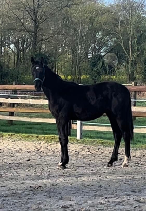 1 Jährling Hengst  (Vater: Dream Boy) - (Dream Boy wurde bei der KWPN Stallion Show aus dem Sport verabschiedet) - (Videos auf YouTube) - (Startpreis: 2.000,00 EUR) - (Videos sind eingepflegt !!!!)