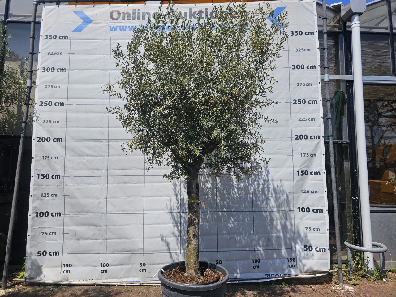 Oliven Baum (winterhart) - (ca. 60 Jahre alt) - (Höhe: ca. 350 cm) - (Stammumfang: ca. 50 cm) - (mit Fruchtansatz)
